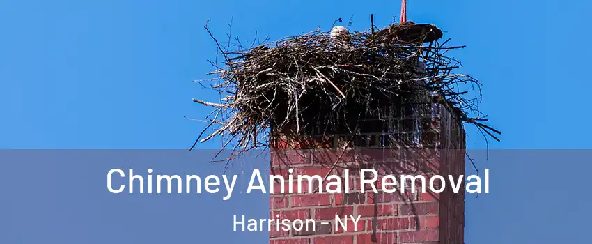  Chimney Animal Removal Harrison - NY
