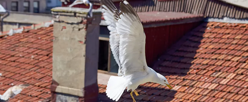 Residential Chimney Animal Removal Solution in Harrison, NY