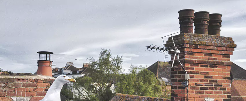 Chimney Cleaning And Restoration in Harrison, New York